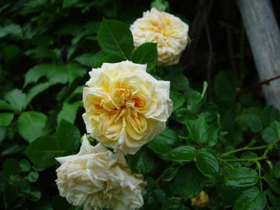 juni_12_091.JPG