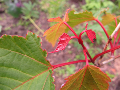Acer_grosseri_var_hersii_120607.jpg