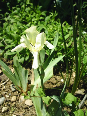 Iris_barbata_nana_gelb_1.jpg
