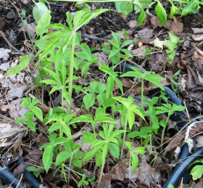 A.ciliatum-ax.jpg