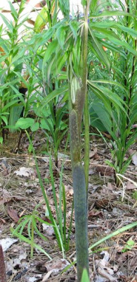 Arisaema-ciliatum2012ax.jpg