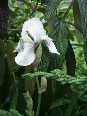 Iris_barbata_medium_wei1.jpg
