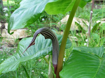 Arisaema-spende-ax.jpg