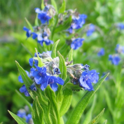 C.nervosum-meconopsisblau.jpg
