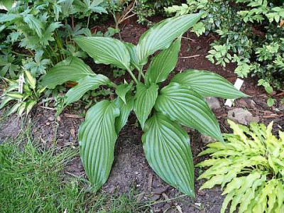 hosta_green_fountain_2012-05-14_231k.jpg