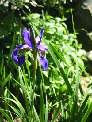 Iris_sibirica_1.jpg