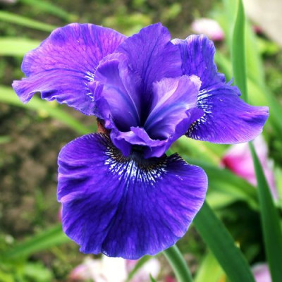 Iris_Prussian_Blue002.jpg