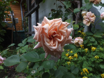 reve-apricot_voll_20120607_zg.jpg