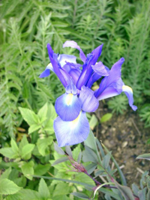 Iris_Xiphium_4.jpg