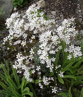 comp_Saxifraga_cochlearis_07.06.12.jpg