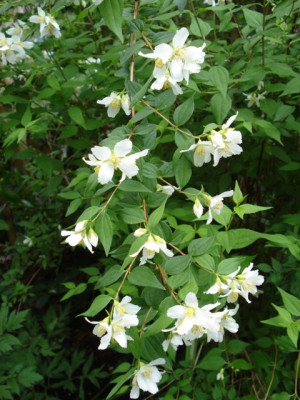 Philadelphus_lemoinei.jpg