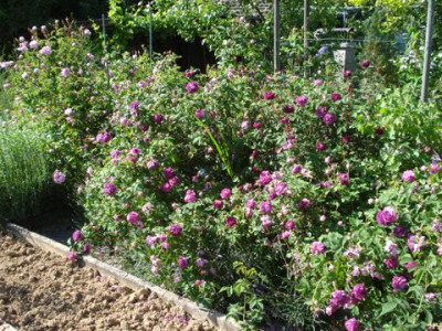 Belle-Beet_2012.jpg