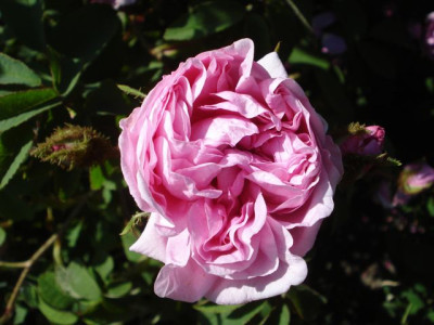 Rene_dAnjou_2012.jpg