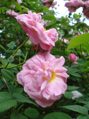 Belle_A_2012.jpg