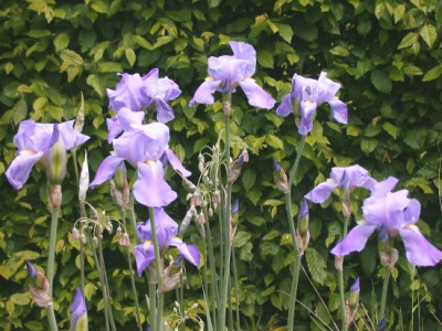I._barb.elat._Bot.Garten002.jpg