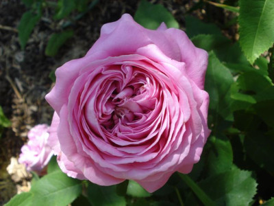 Yolande_dAragon_2012.jpg