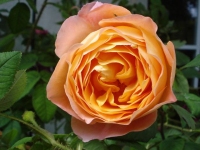 Lady_Emma_Hamilton_2012.jpg