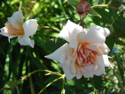 Perle_dOr_2012.jpg