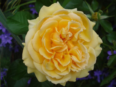 Amber_Queen_2012.jpg
