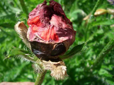 mohn4.JPG