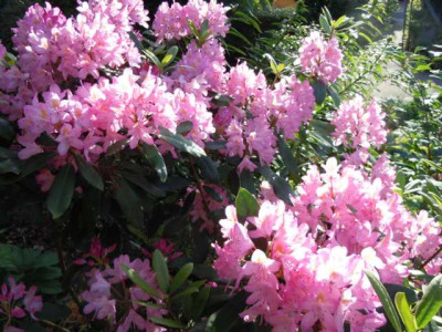 08.06.12_006.JPG
