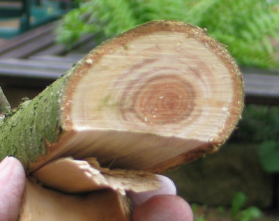 Sudbuche-krank-ax2.jpg