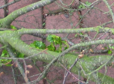 Sudbuche-krank-ax1.jpg