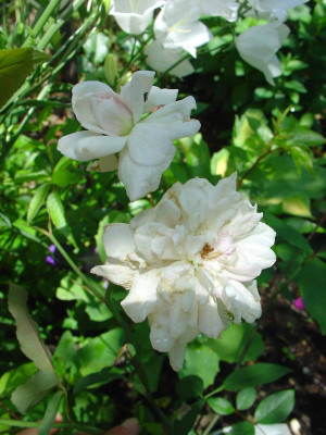 Cecile-Brunner-Polyantha.jpg