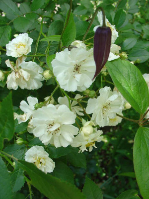 Guirlande-dAmour-mit-Clematis.jpg