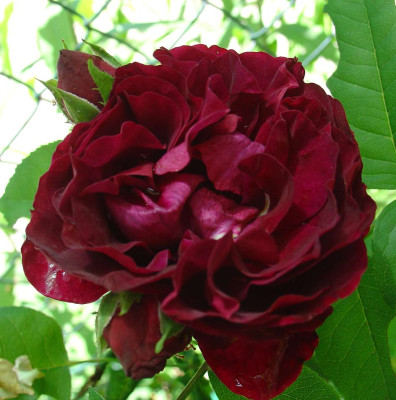 Souvenir-du-Dr.-Jamain.jpg