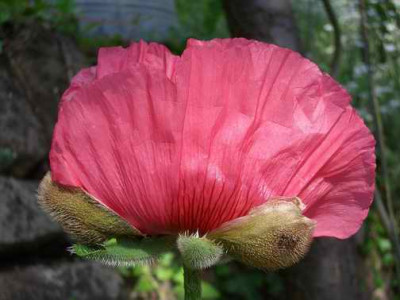 mohn6.JPG