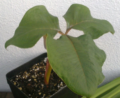 Arisaema_candidissimum_A2_800x800_80KB.jpg