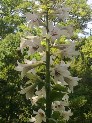Cardiocrinum_800x800_80KB.jpg