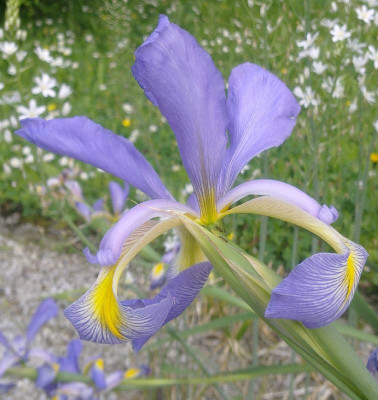 Iris_musulmanica_800x800_80KB.jpg