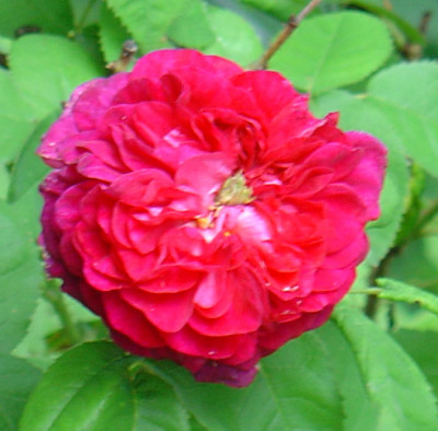 Duc-de-Cambridge.jpg