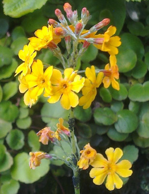 Primula_aurantiaca_800x800_80KB.jpg