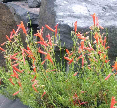 Penstemon_pinifolius_800x800_80KB.jpg