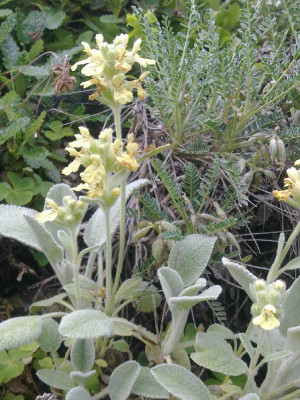 Stachys_iberica_800x800_80KB.jpg