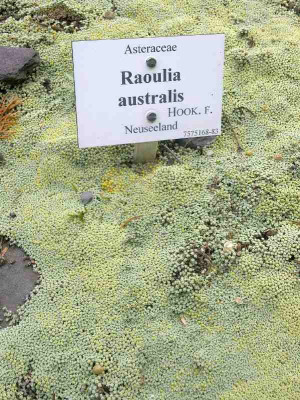 Raoulia_australis_800x800_80KB.jpg