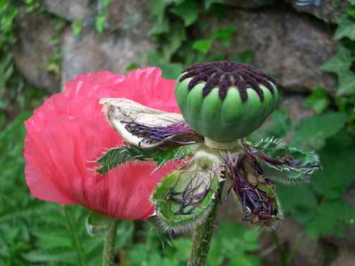 mohn7.JPG