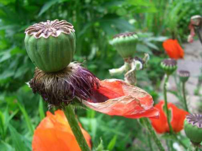 mohn5.JPG
