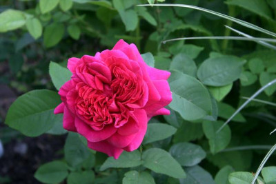 Rose_The_Dark_Lady0310b.jpg