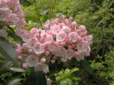 090620124527Kalmia_latifolia.jpg