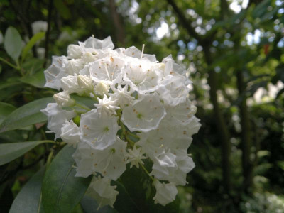 090620124528Kalmia_latifolia_Pristine.jpg