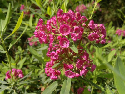 090620124530Kalmia_angustifolia.jpg