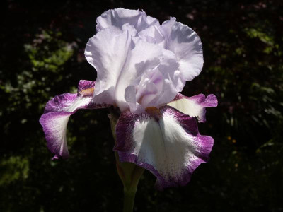 Iris_Bandeira_Waltz.jpg