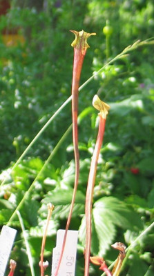 Sarracenia-flava-rubricorpora1.jpg