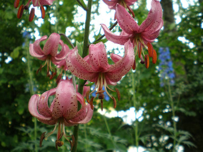 GP_Lilium_martagon_2012-06-09e.jpg