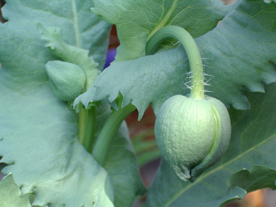 Imgp9918PapSomn.jpg