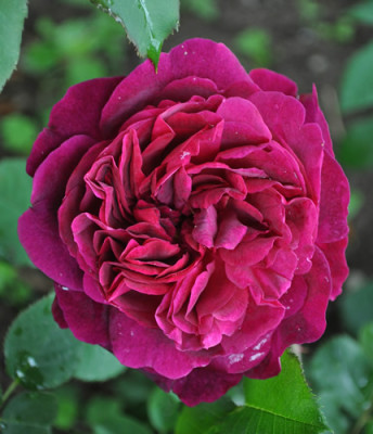 Duchesss_dAngloueme_12_372.jpg